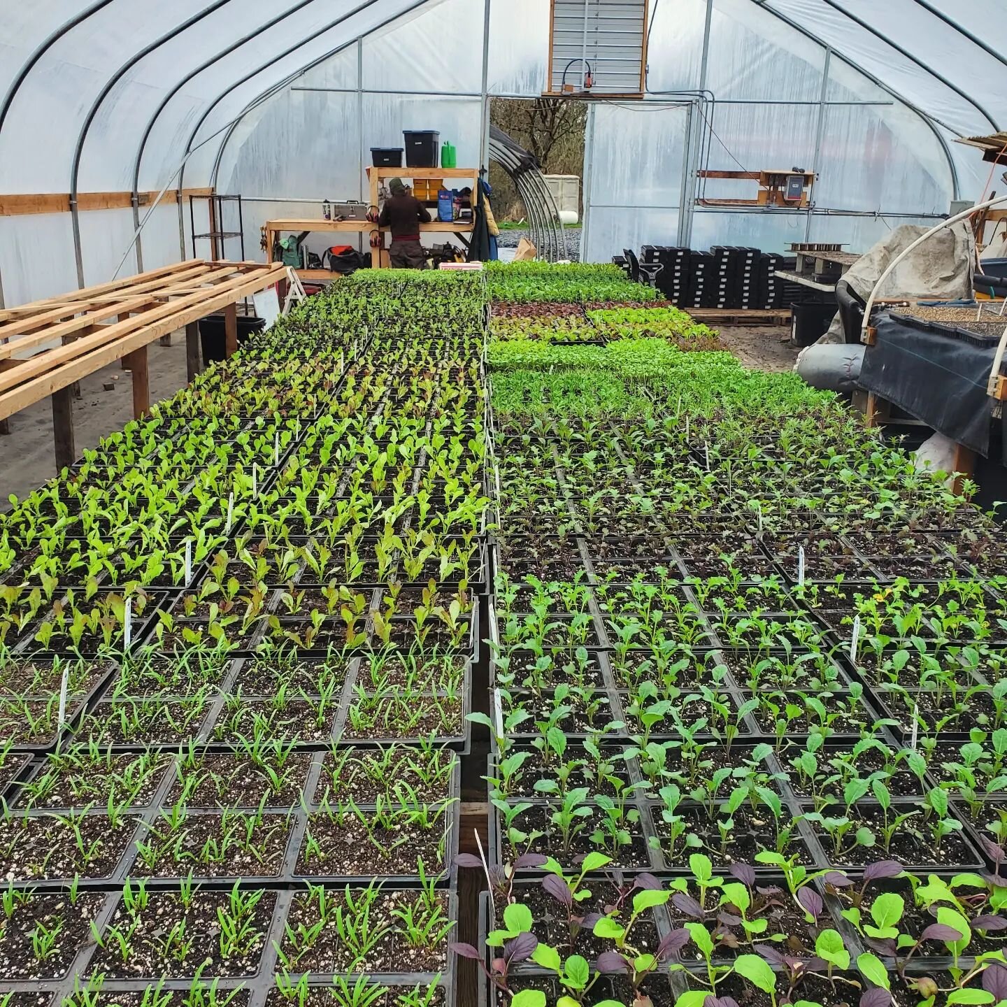 Plants are looking more and more luscious every day! More starts heading to Eugene stores tomorrow and soooooo many more on the way for March. 

Wondering where to find our plants? Check out the link in our bio for shops in Eugene, Corvallis, Albany,