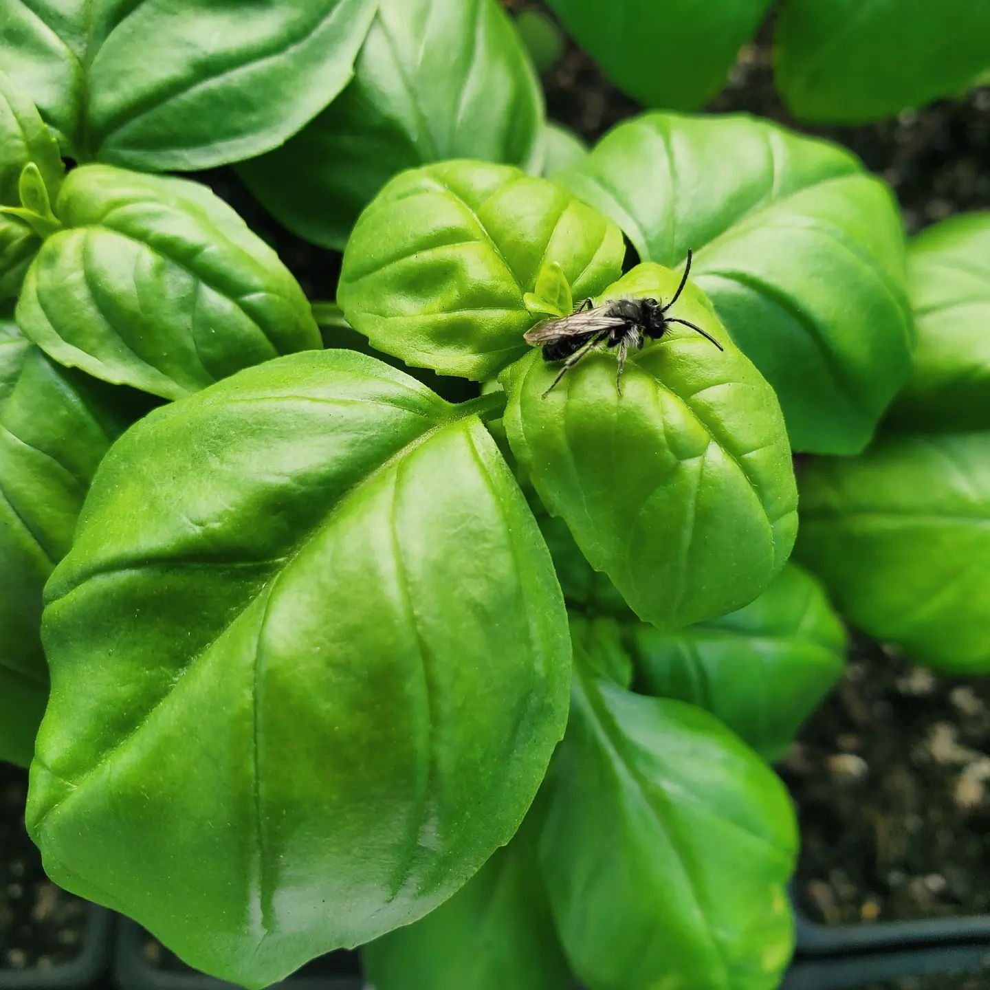 Lots of basil headed out to Corvallis and Eugene retailers this week and it is extra luscious!!
Just be sure to protect cold-sensitive plants like these from chilly nights this month- they want it warm and cozy inside a cloche, cold frame, or greenho