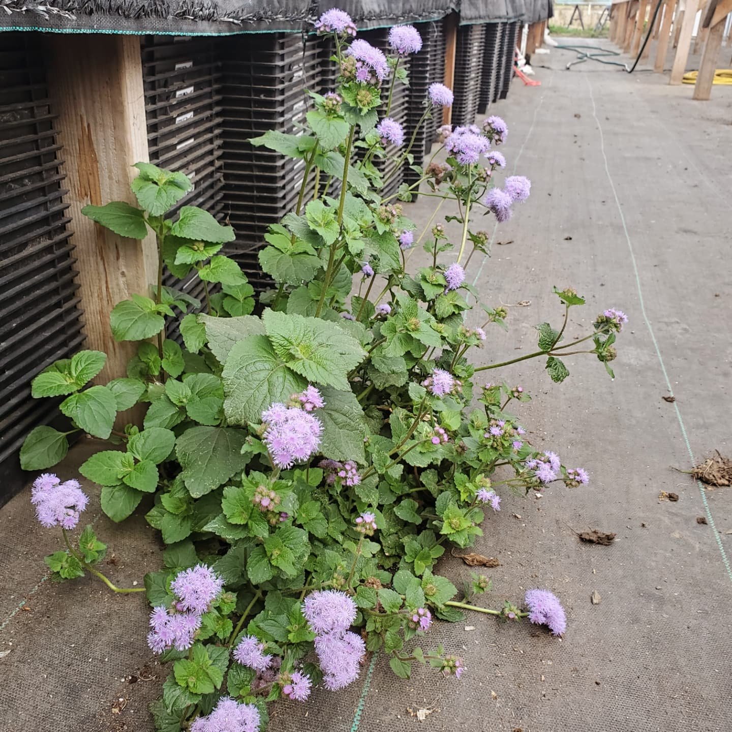 Looking back on some of the volunteers that found a route for their roots through the greenhouse floors this year.  Many we ate, all we admired and intentionally left to grow.  We'll see how long the purple Ageratum in the first photo can hang on thr