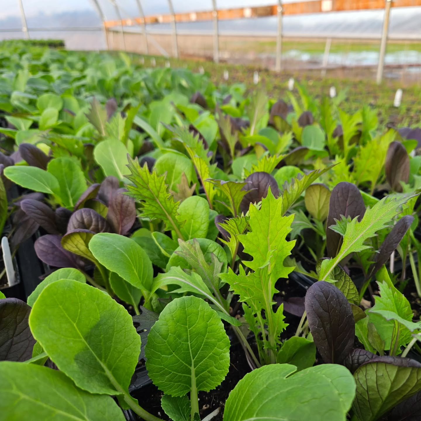 Happy spring, folks! 

We've been on a major hiatus from social media - busy building another greenhouse, setting up a farm office,  planting and planting and planting, teaching and learning how to run the nursery, and growing a baby human in the mid