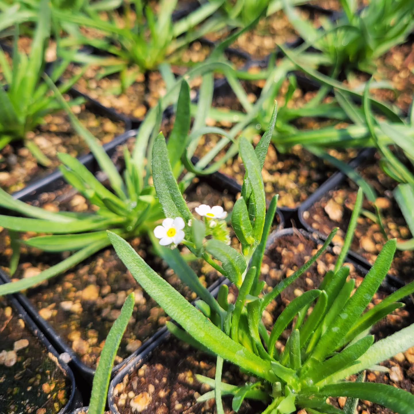 Happy Earth day - week - lifetime! This year we're excited to be growing more plants that are native to the Willamette Valley, including this annual Fragrant Popcorn Flower (Plagiobothrys figuratus). It's such a joy to successfully germinate natives 
