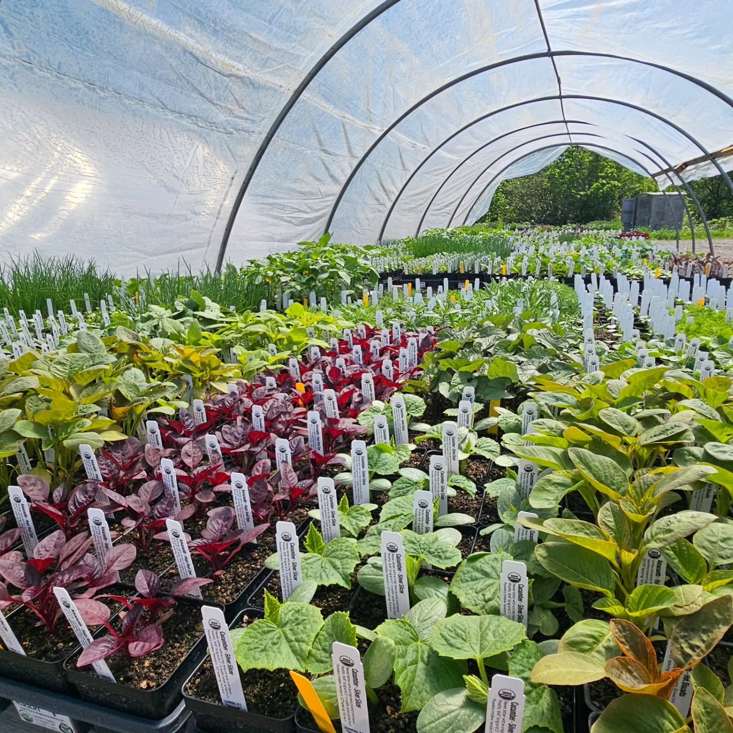 It's getting to be time to plant all kinds of summer veggies and flowers and we're loving sending such a diverse array of plants out to stores each week!

📸 @williswonka123