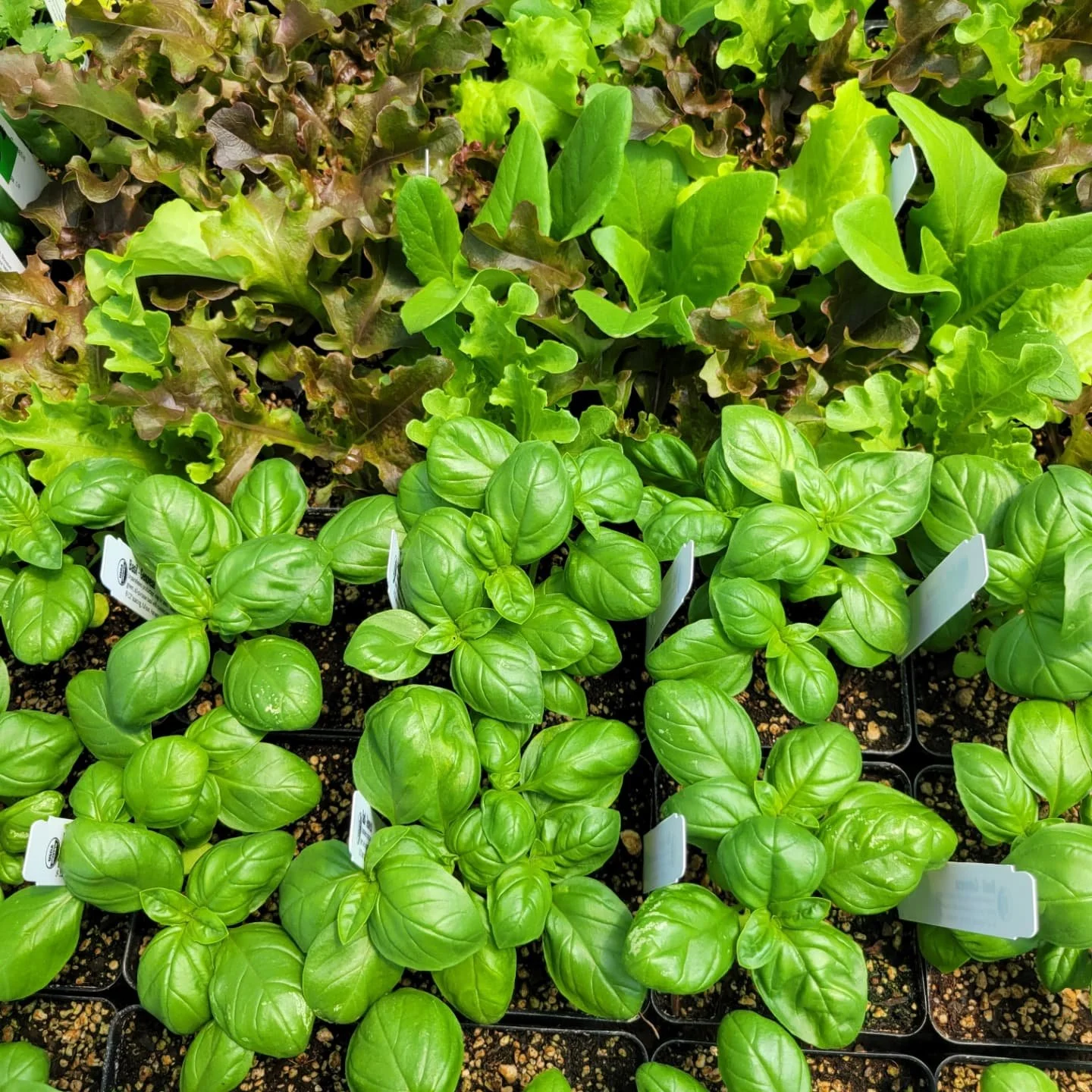 July glamor.  As your spring greens are spent and your garlic is curing, make some room for fall veggies and herbs!