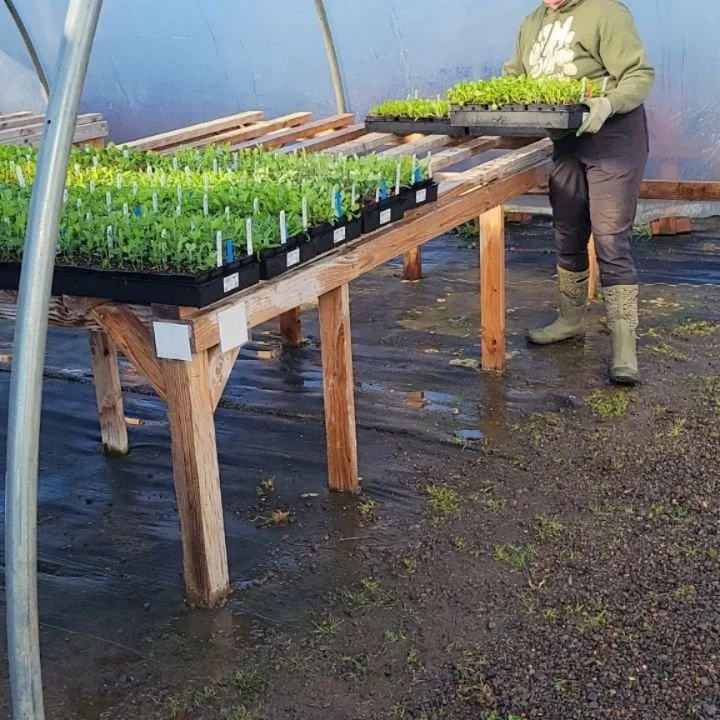 First plants of the season are out today and tomorrow! Cold hardy veggies and flowers, with tons more on the way...

And yes, we load the van with this much spunk *every* week 😜

#organicplants #wintergardening #opensourceseeds