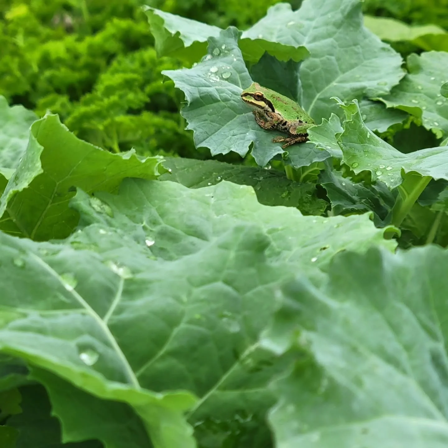 Hopping back on IG after a summer break to share some #frogcontent from the nursery. 😉

If you haven't planted fall veggies yet,  here's a nudge! Leafy greens will still do fine, just won't get huge anymore. Keep those gardens growing 🌿