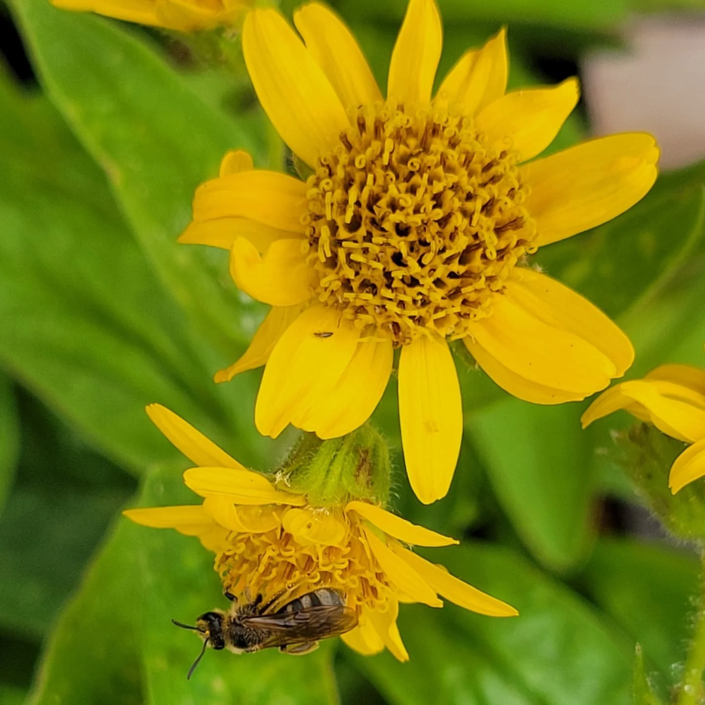 Happy Pollinator Week and Summer Solstice!

This is a fun time of year in the nursery because we finally start to have perennials blooming, like these Meadow Arnica, Yarrow, and Shade Phacelia- all native and excellent pollinator plants.

Enjoy the l