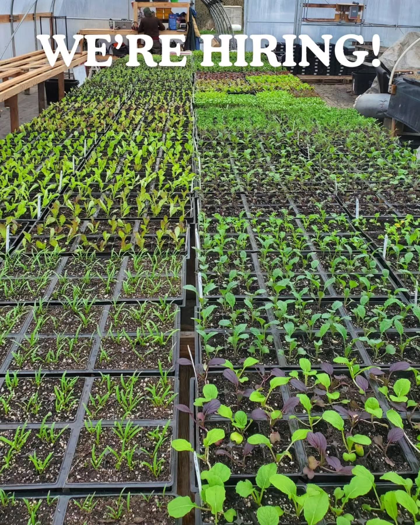 We're searching for a very special person to join our team as Production Leader in 2026 🌱
We'll also be looking for another greenhouse crew member for the peak spring season 🌿 🏄&zwj;♀️
See the link in bio for details and please share with your pla
