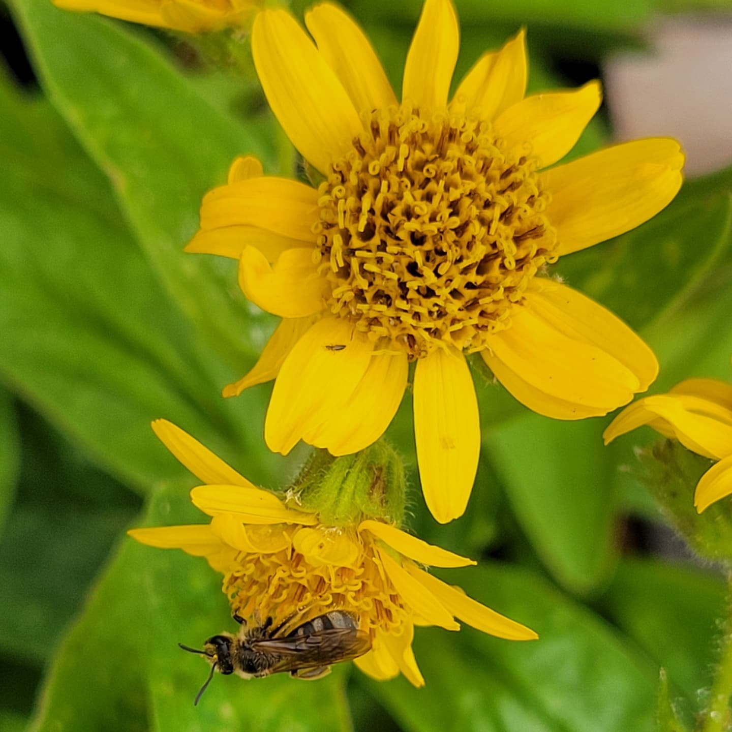 Happy Pollinator Week and Summer Solstice!

This is a fun time of year in the nursery because we finally start to have perennials blooming, like these Meadow Arnica, Yarrow, and Shade Phacelia- all native and excellent pollinator plants.

Enjoy the l