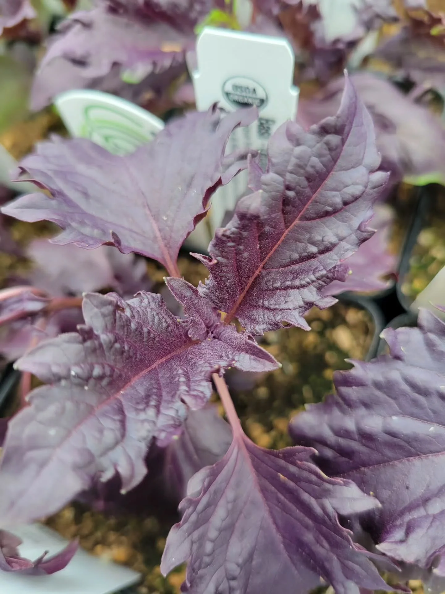 An ode to Opalescent basil and genetic diversity in our crops 😍

Thanks for the beautiful breeding @wild_garden_seed and stewarding @adaptive_seeds