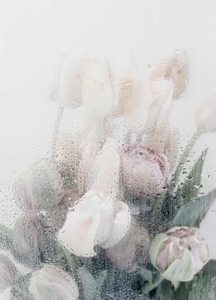 Bouquet of pastel-colored tulips behind a rain-soaked glass pane, creating a blurred and dreamy effect.