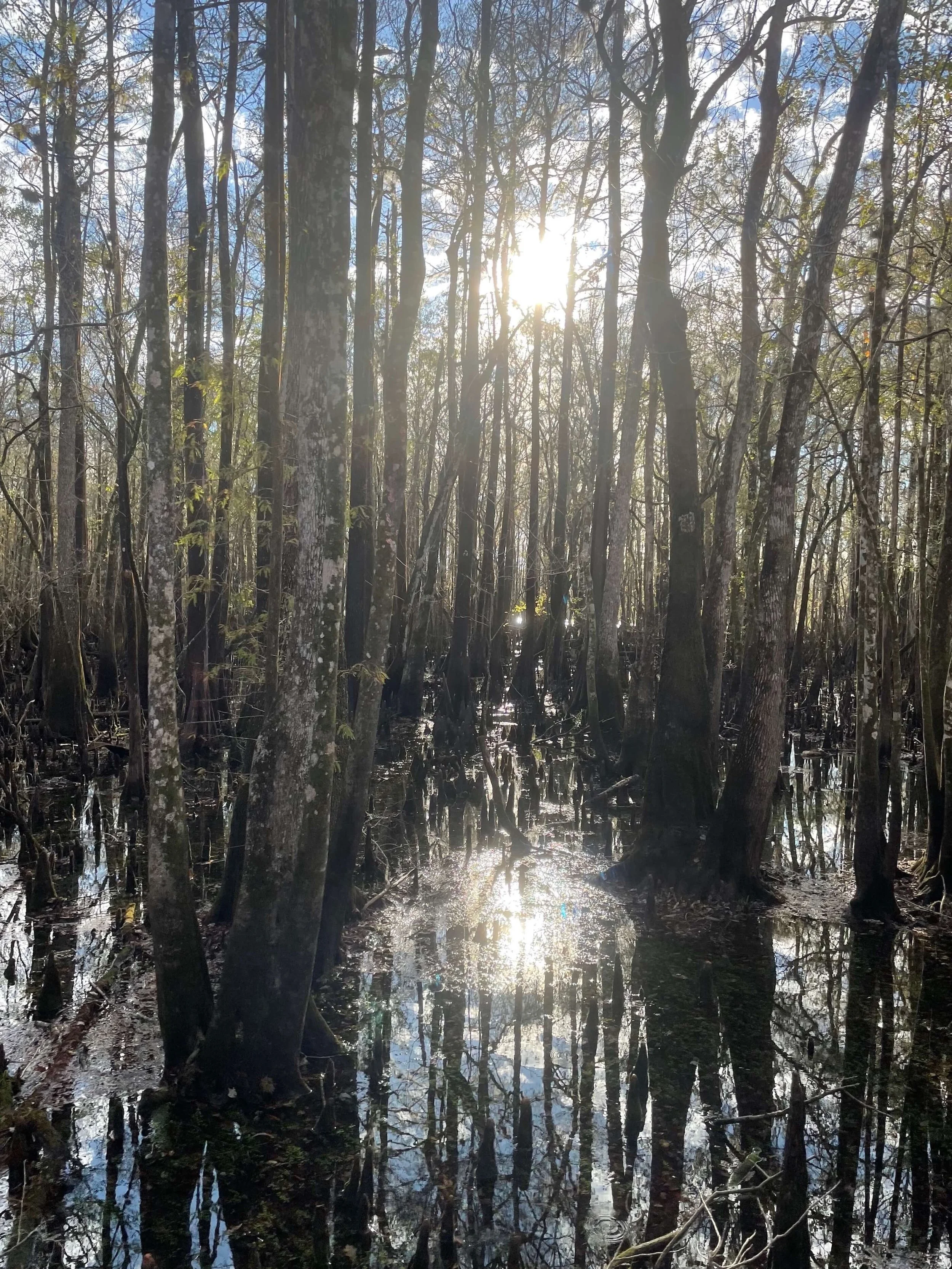 Manatee Springs State Park