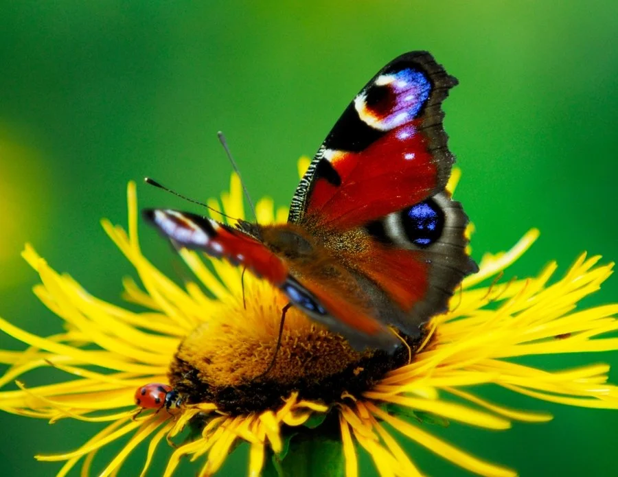 It’s Spring - A Time for New Beginnings