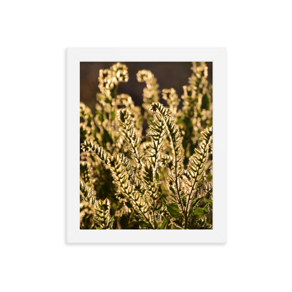 enhanced-matte-paper-framed-poster-(in)-white-8x10-5fc8f81b92780.jpg