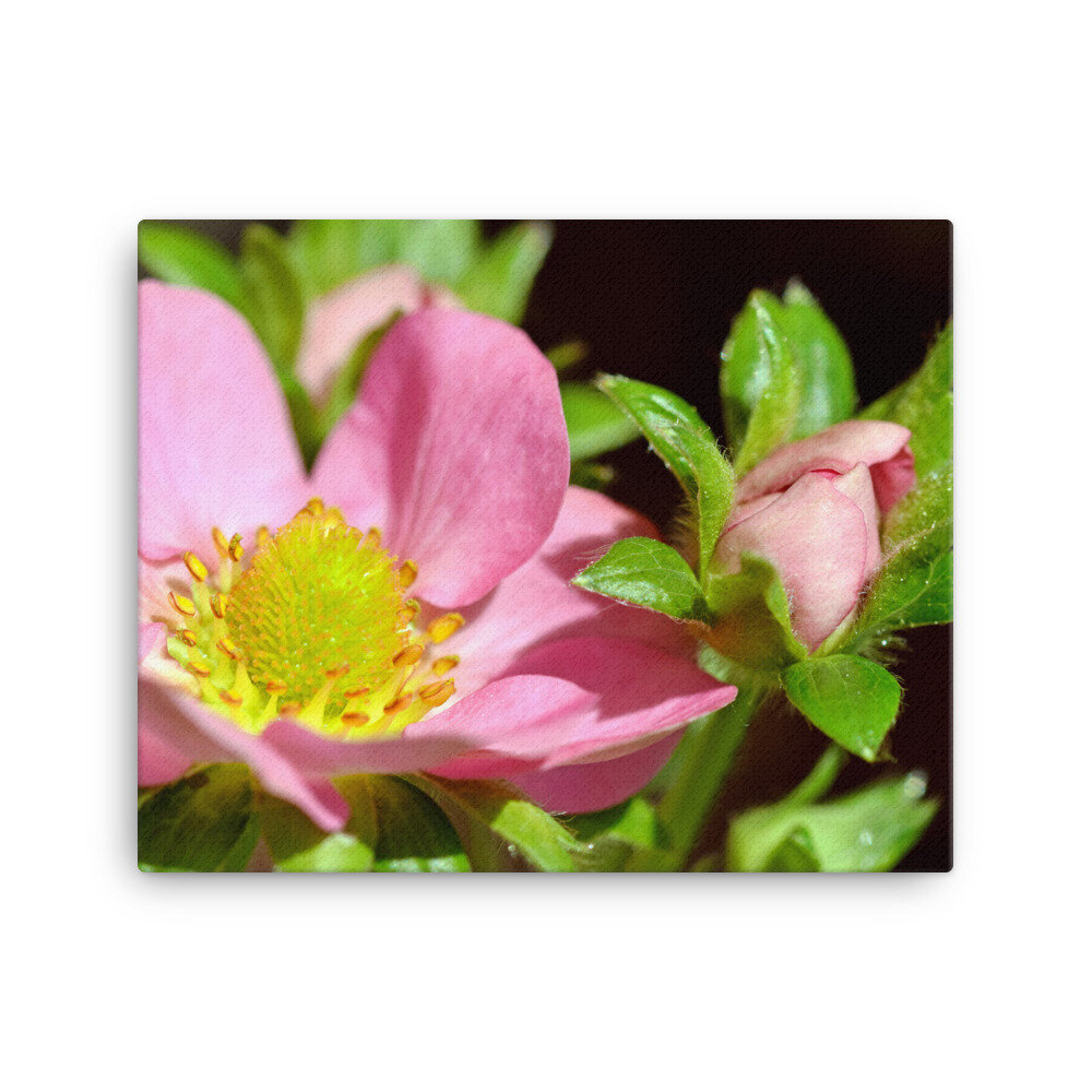 canvas-(in)-16x20-5fcc36e3896ac.jpg