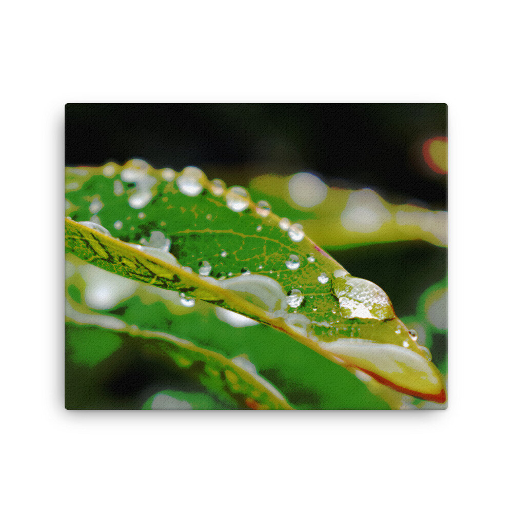 canvas-(in)-16x20-5fcc395c45bd3.jpg