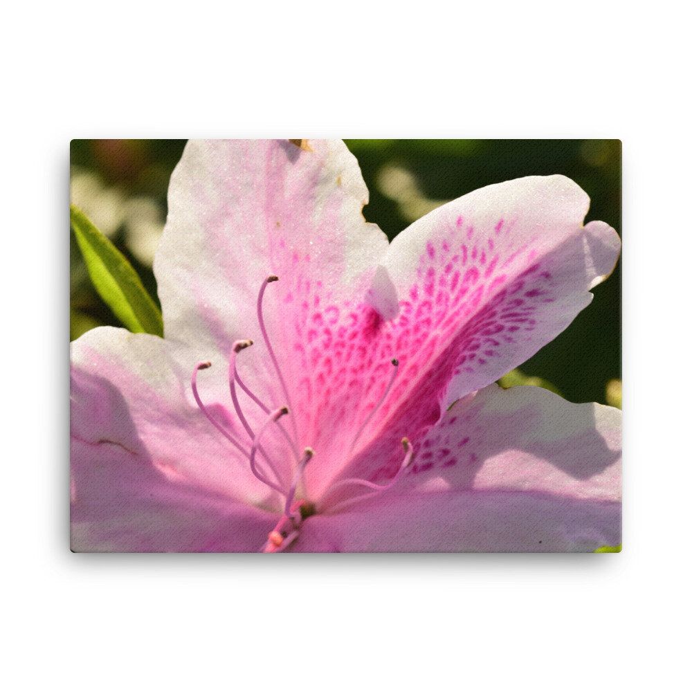 canvas-(in)-18x24-5fcc58c47cabe.jpg