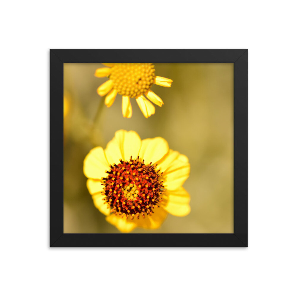 enhanced-matte-paper-framed-poster-(in)-black-10x10-5fcd65efd729c.jpg