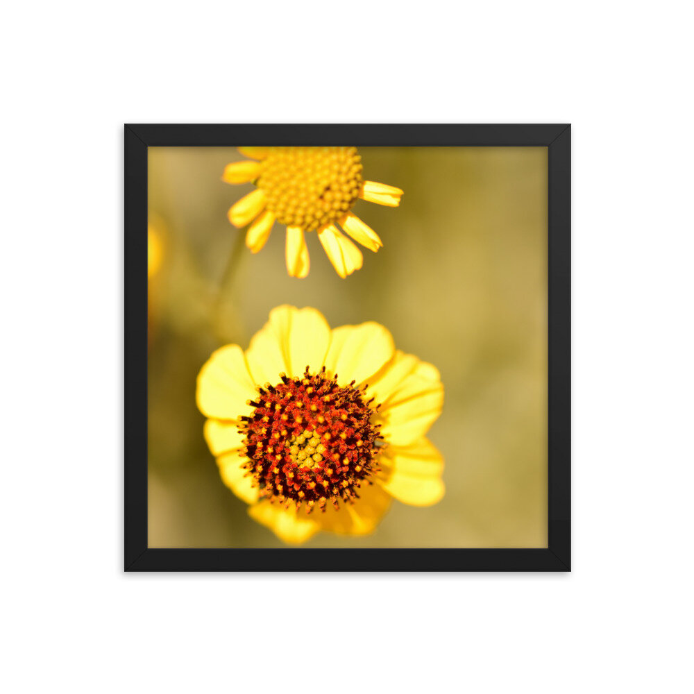 enhanced-matte-paper-framed-poster-(in)-black-14x14-5fcd65efd73de.jpg