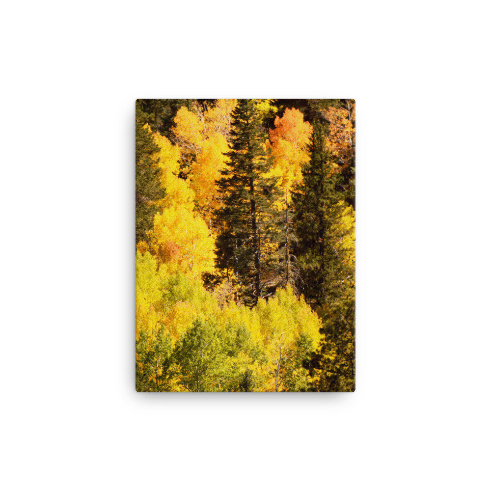 canvas-(in)-12x16-5fcd860de9e2f.jpg