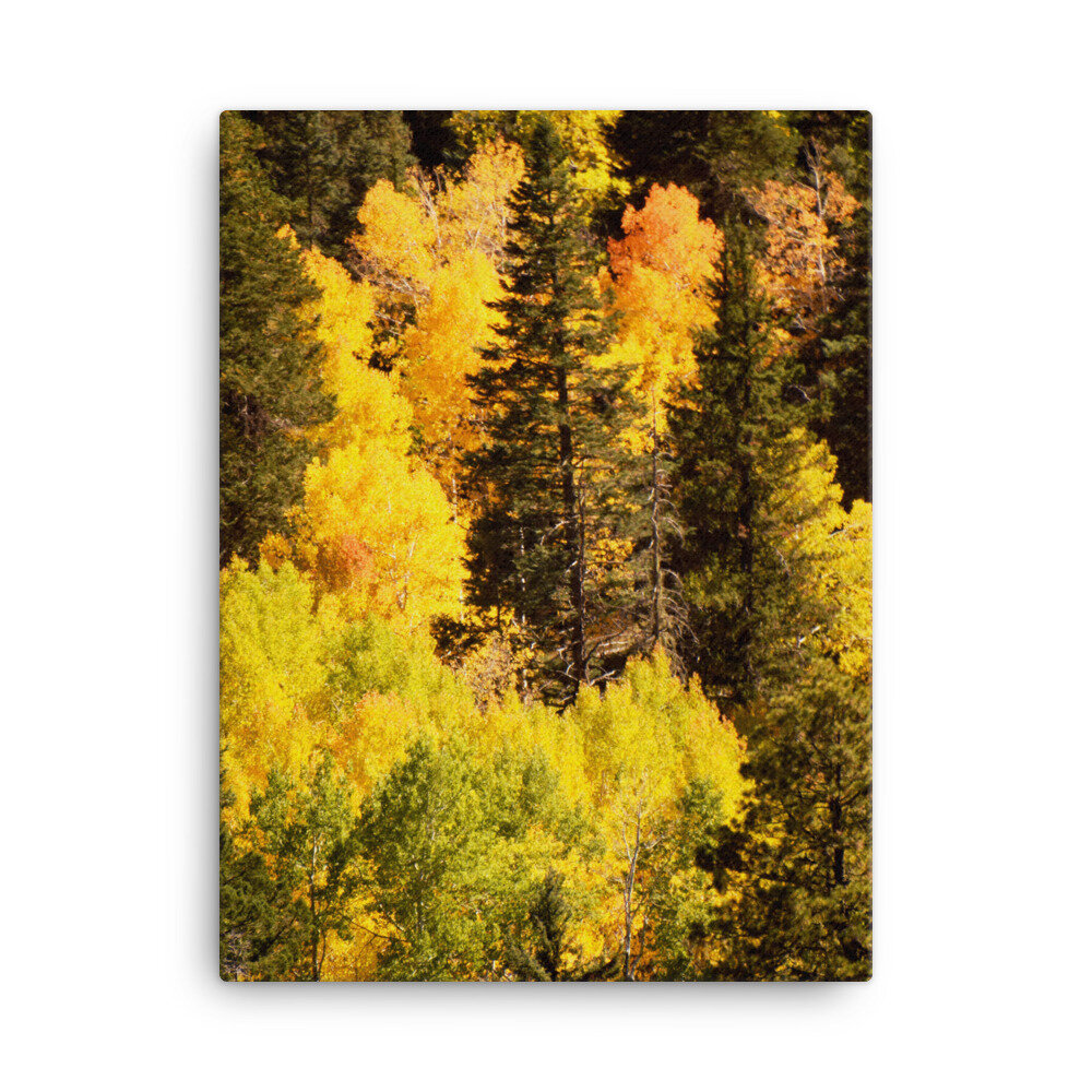 canvas-(in)-18x24-5fcd860de9ee0.jpg
