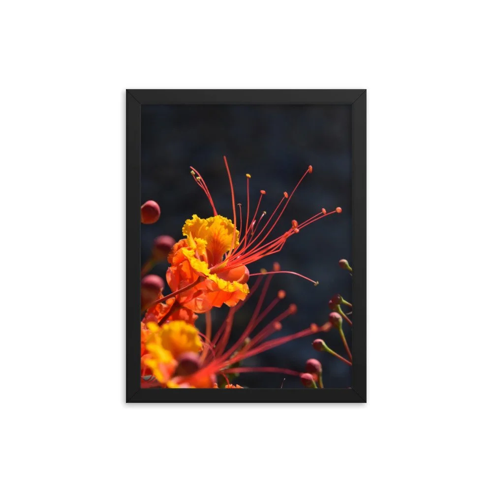 enhanced-matte-paper-framed-poster-(in)-black-12x16-transparent-64583b25ebf43.jpg