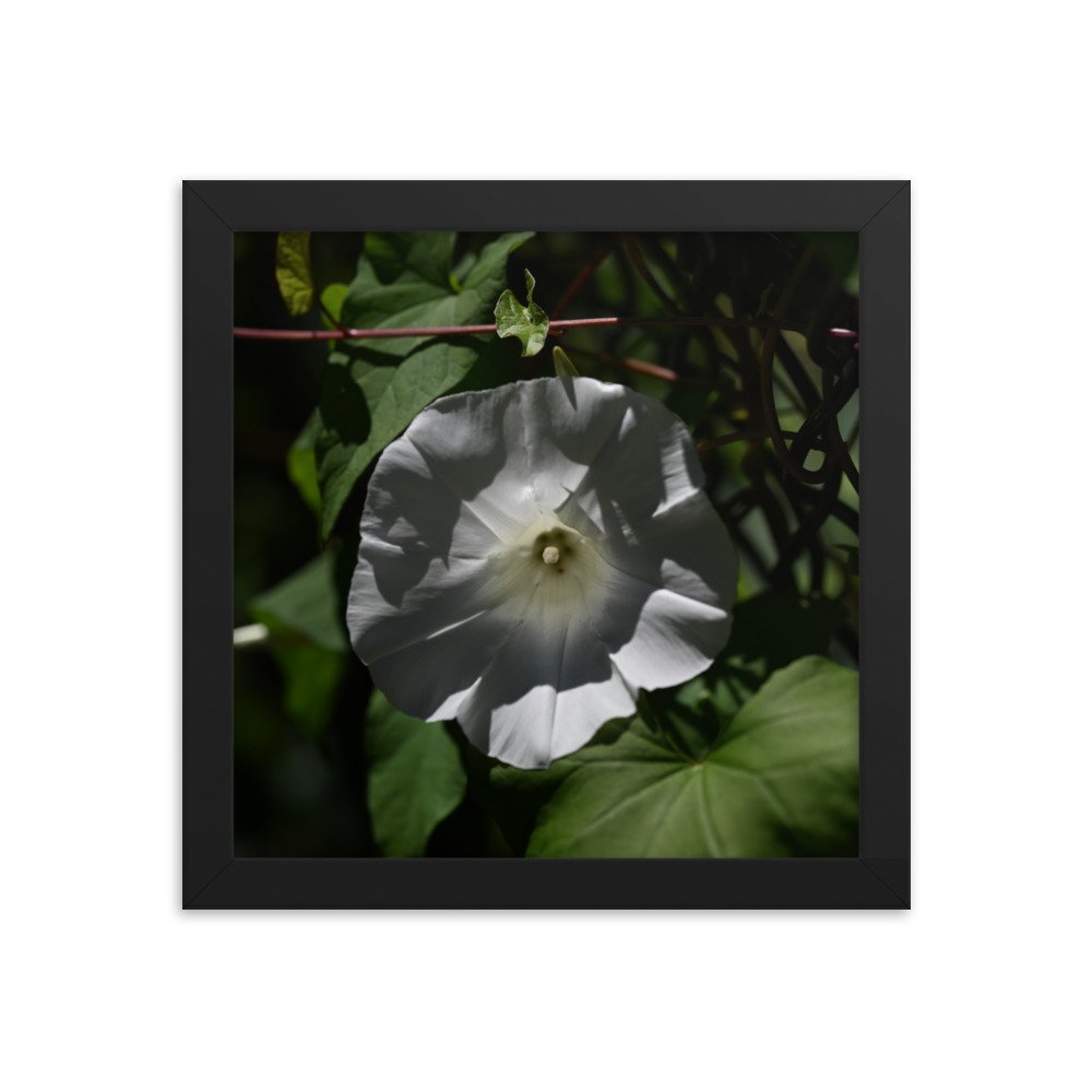 enhanced-matte-paper-framed-poster-(in)-black-10x10-transparent-654fdb328cdac.jpg