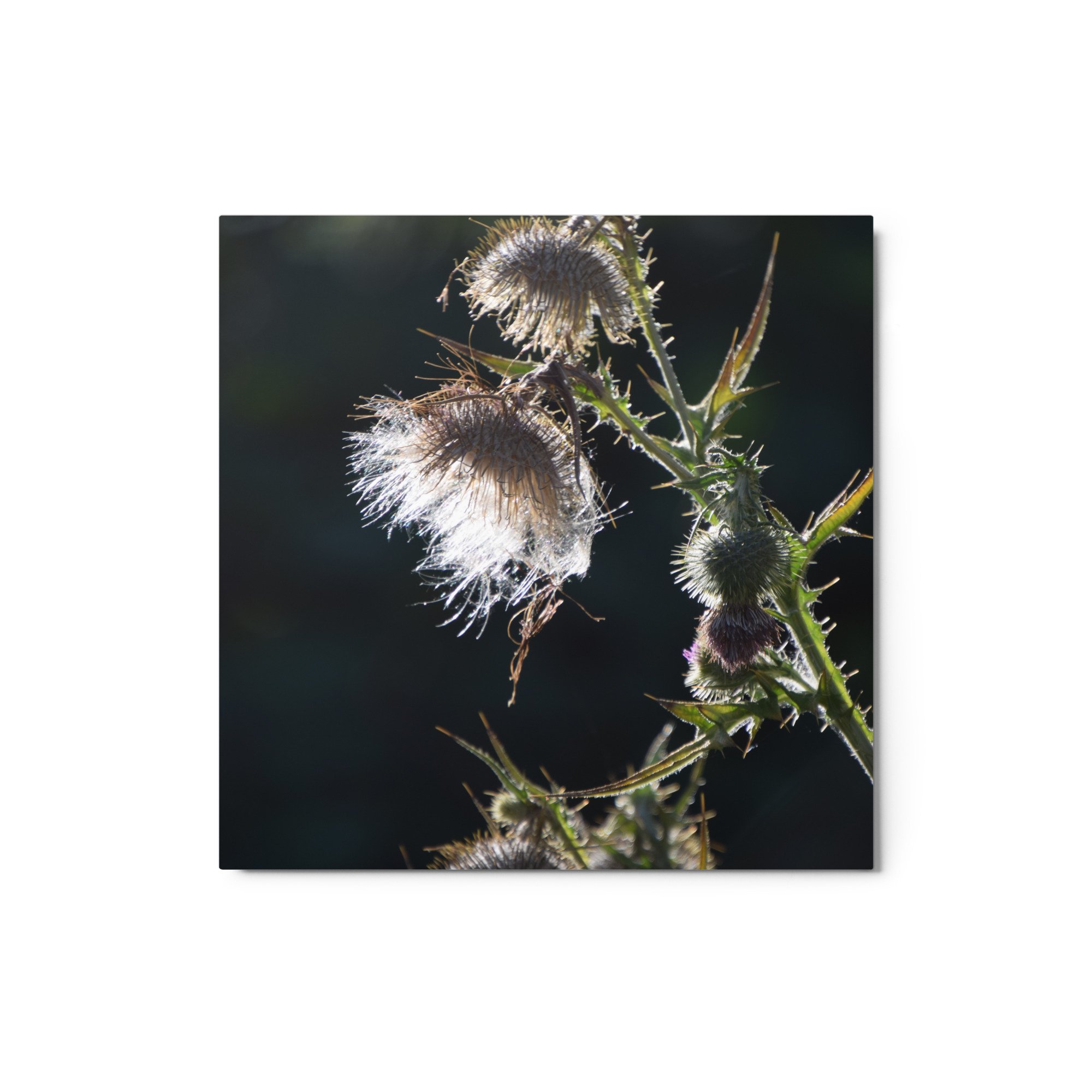 glossy-metal-print-(in)-white-12x12-front-65517991c04c2.jpg