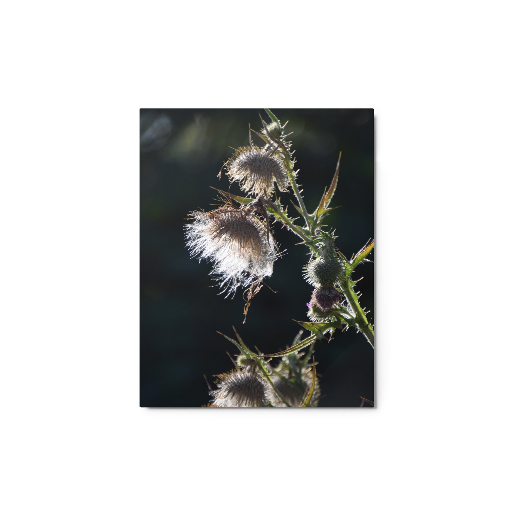 glossy-metal-print-(in)-white-11x14-front-65517991c0556.jpg