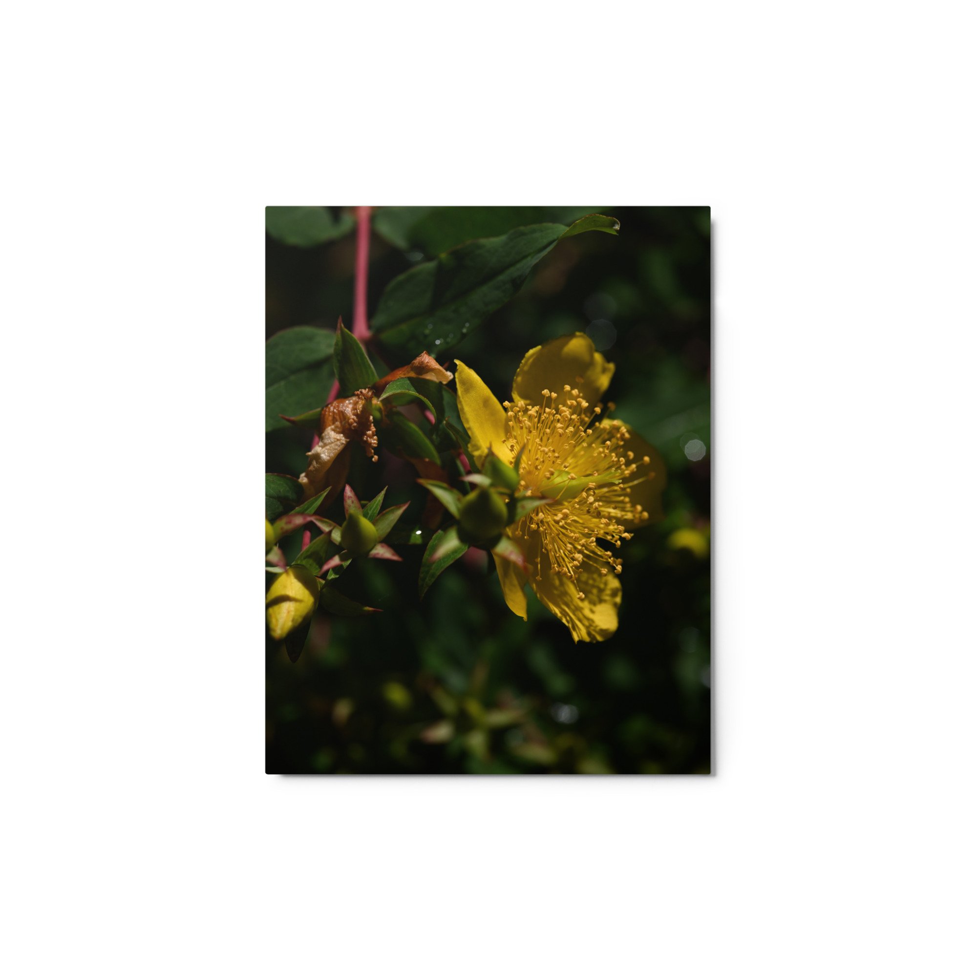 glossy-metal-print-(in)-white-11x14-front-65517c98b8db3.jpg