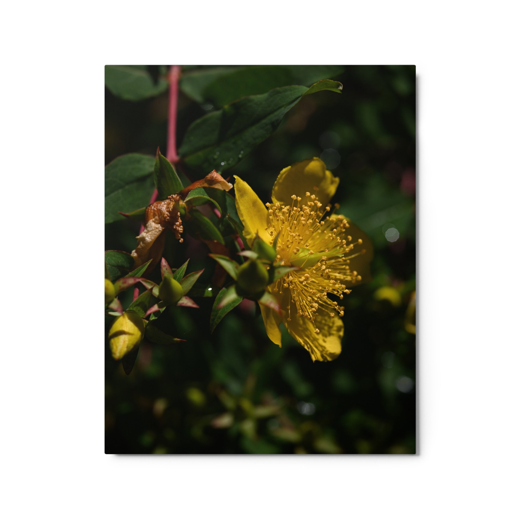 glossy-metal-print-(in)-white-16x20-front-65517c98b8df9.jpg
