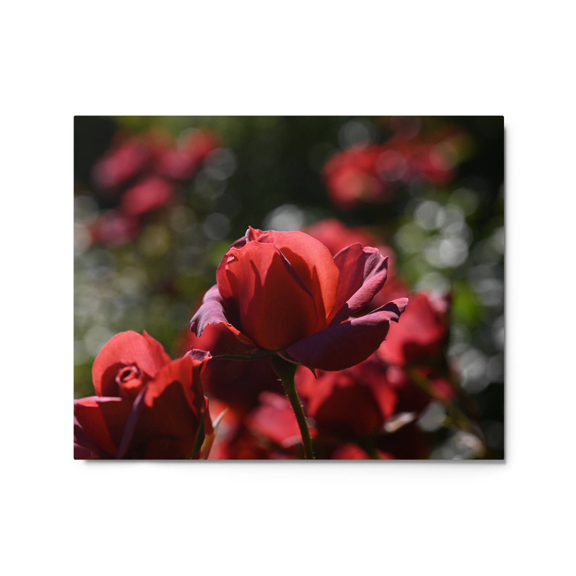 glossy-metal-print-(in)-white-16x20-front-65595537d08ba.jpg