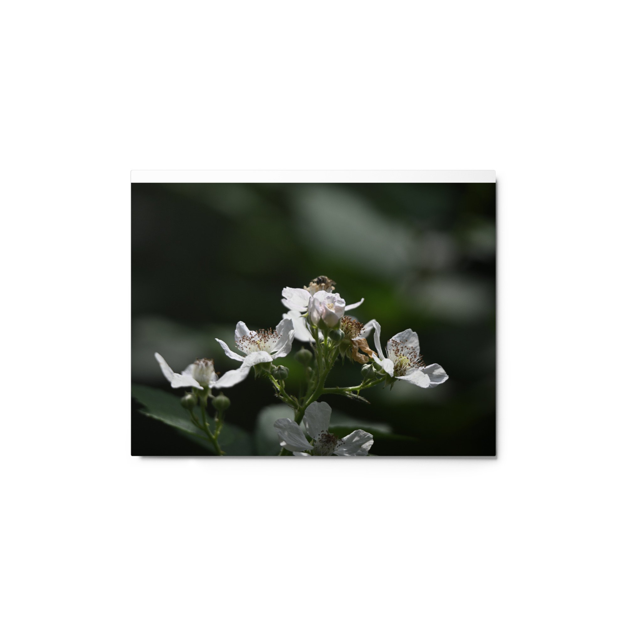 glossy-metal-print-(in)-white-11x14-front-65601ca2adee0.jpg