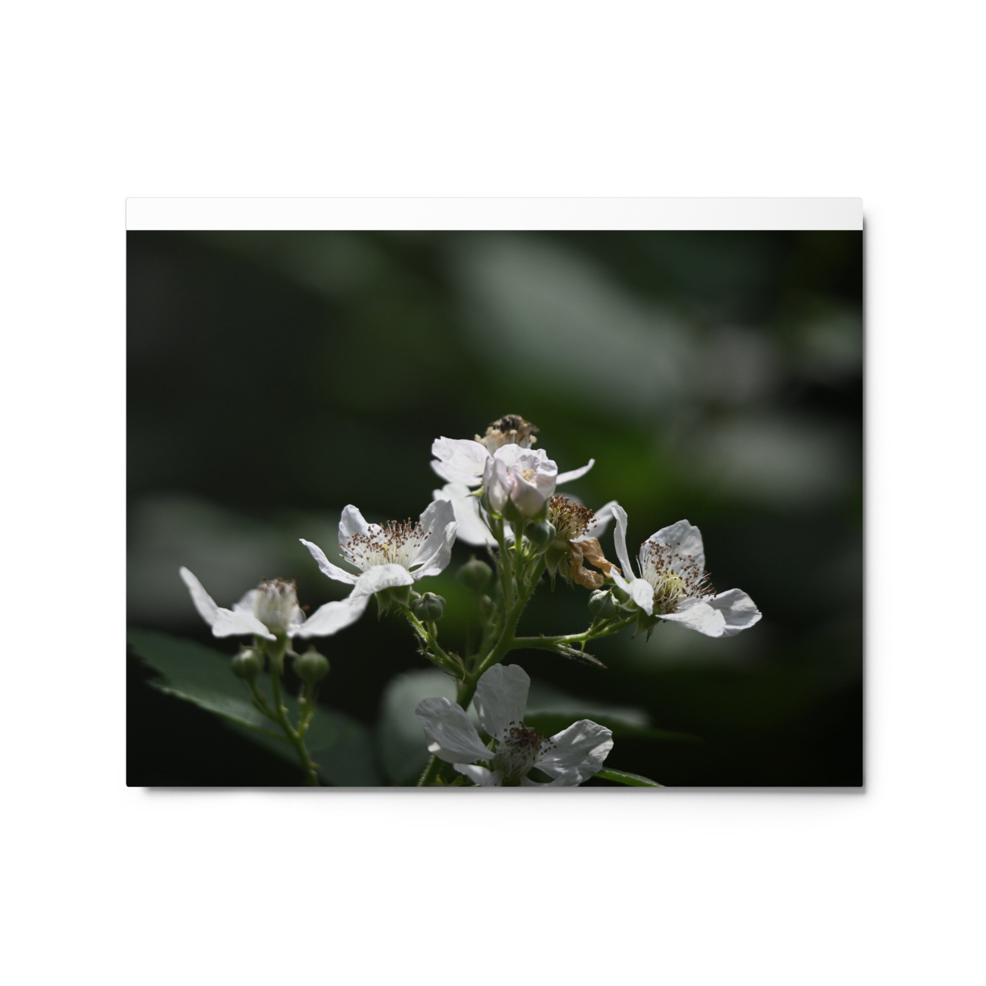 glossy-metal-print-(in)-white-16x20-front-65601ca2adf26.jpg