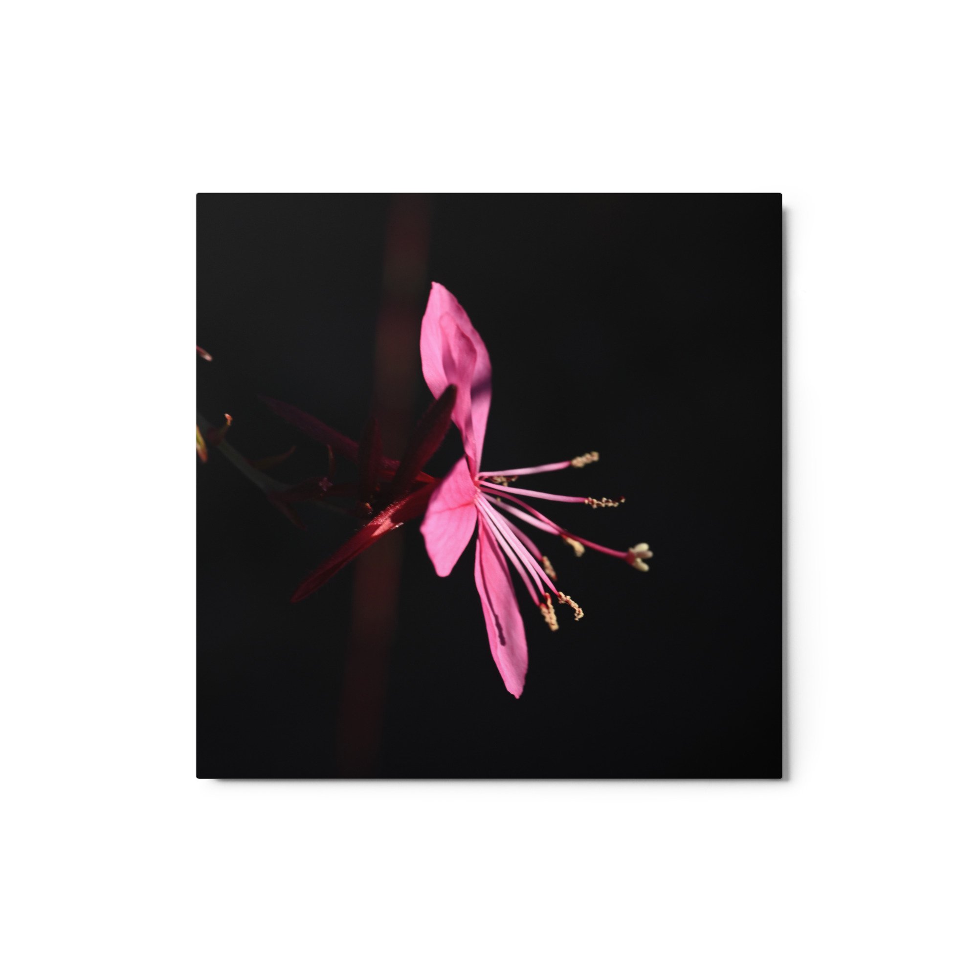 glossy-metal-print-(in)-white-12x12-front-6654e5aca5f7e.jpg