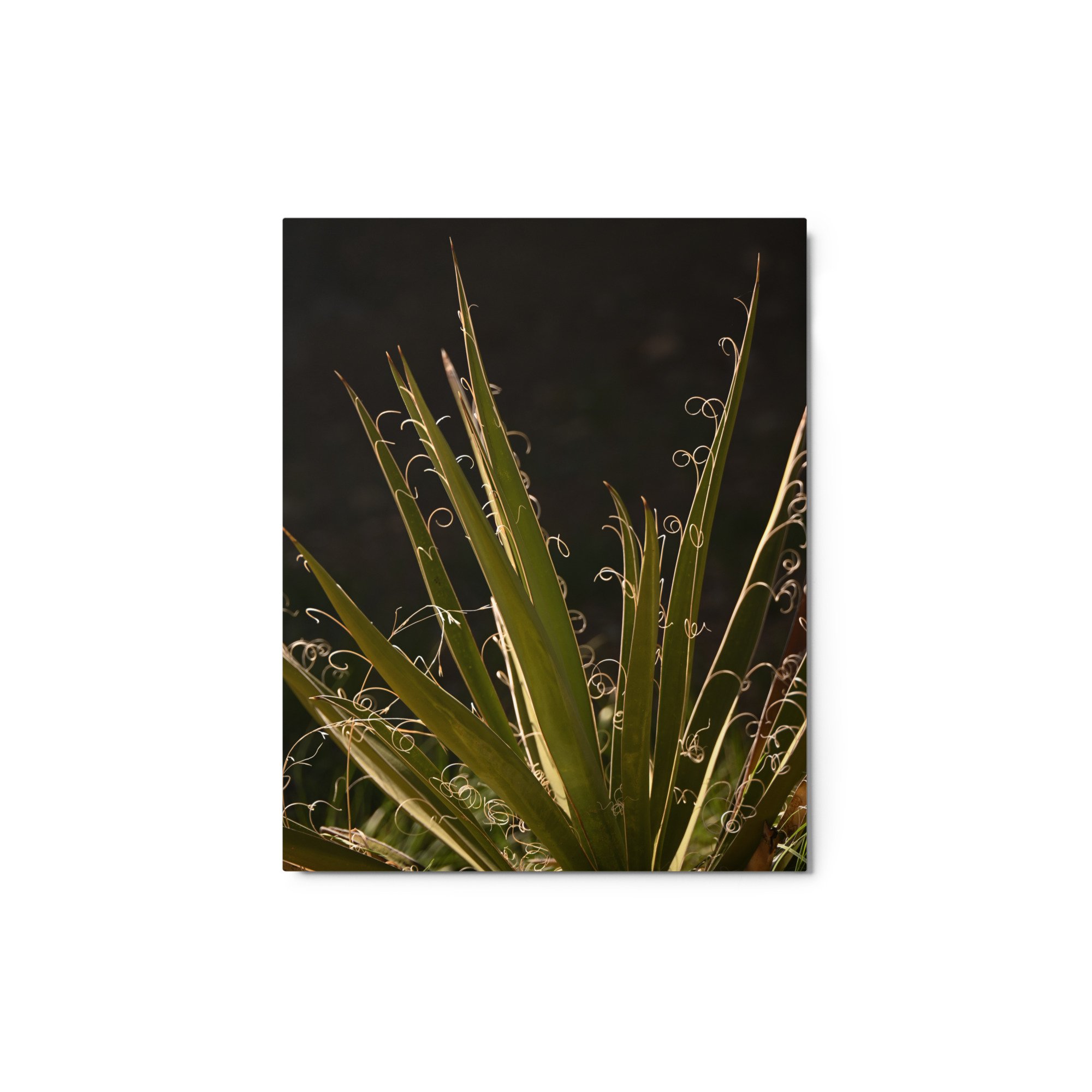 glossy-metal-print-(in)-white-8x10-front-675519978c359.jpg