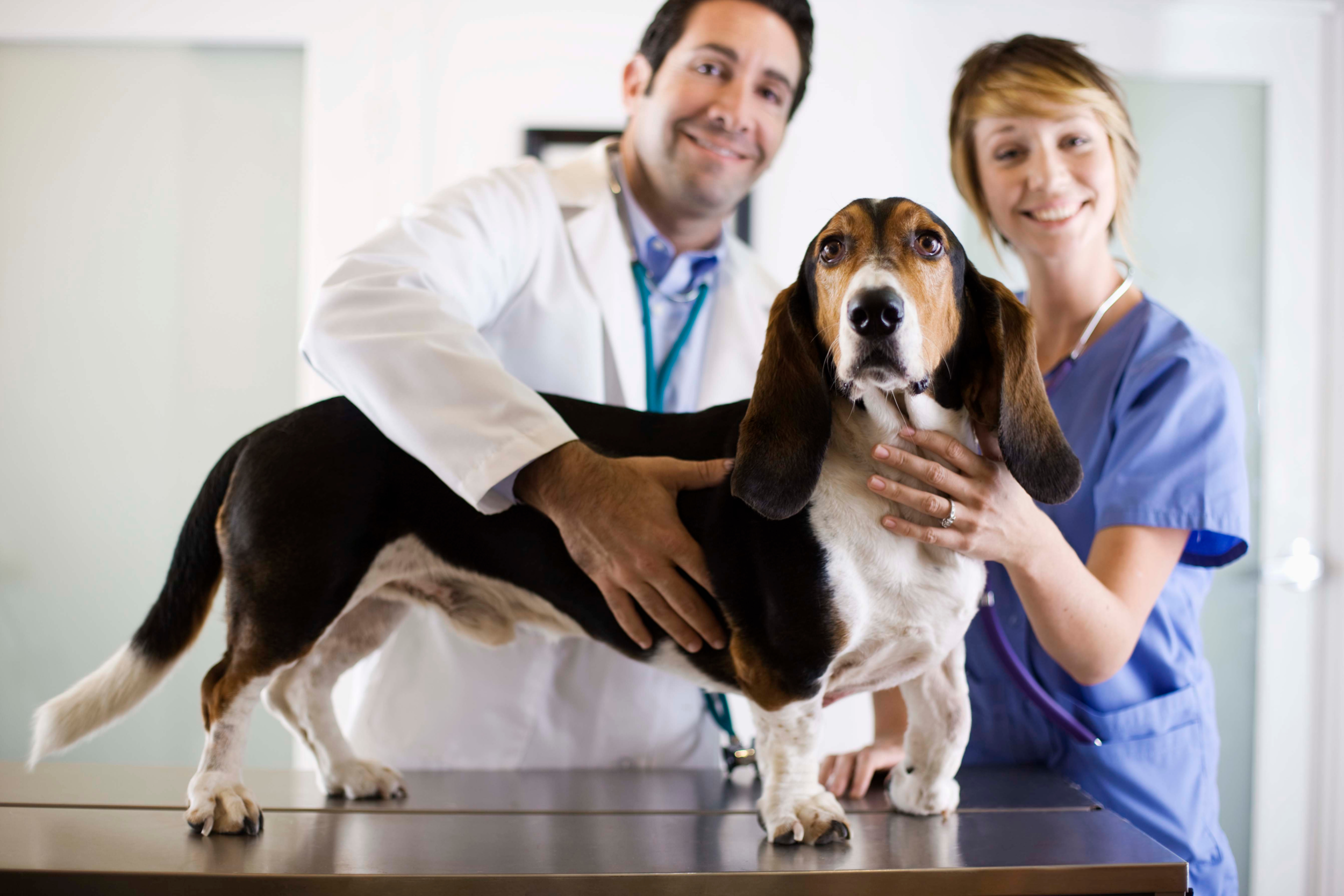 Pet clinic. Ветеринар. Ветеринар с собакой. Страхование домашних животных. Ветеринары по экзотическим домашним животным.