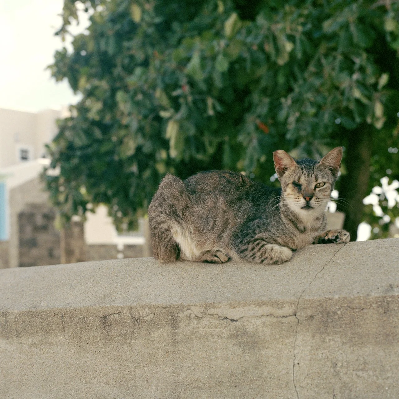 copyright molly wagoner_wisdom.jpg