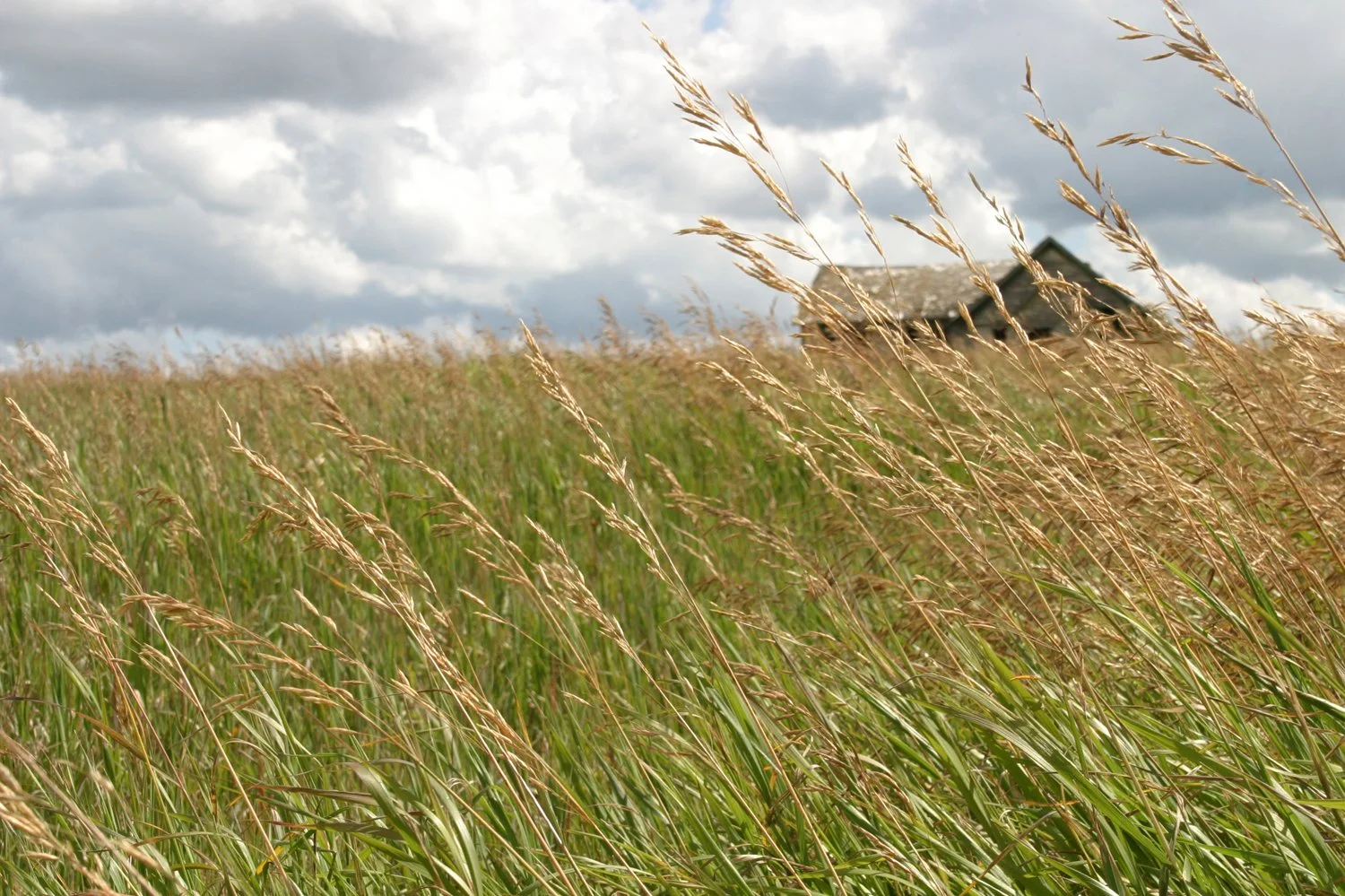 copyright molly wagoner_idaho.jpg