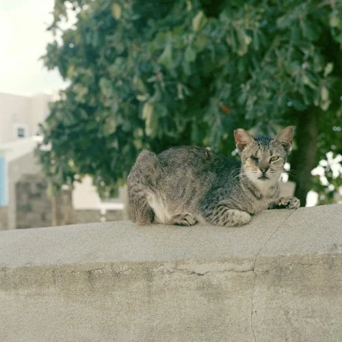 copyright Molly Wagoner -one eyed cat.jpg