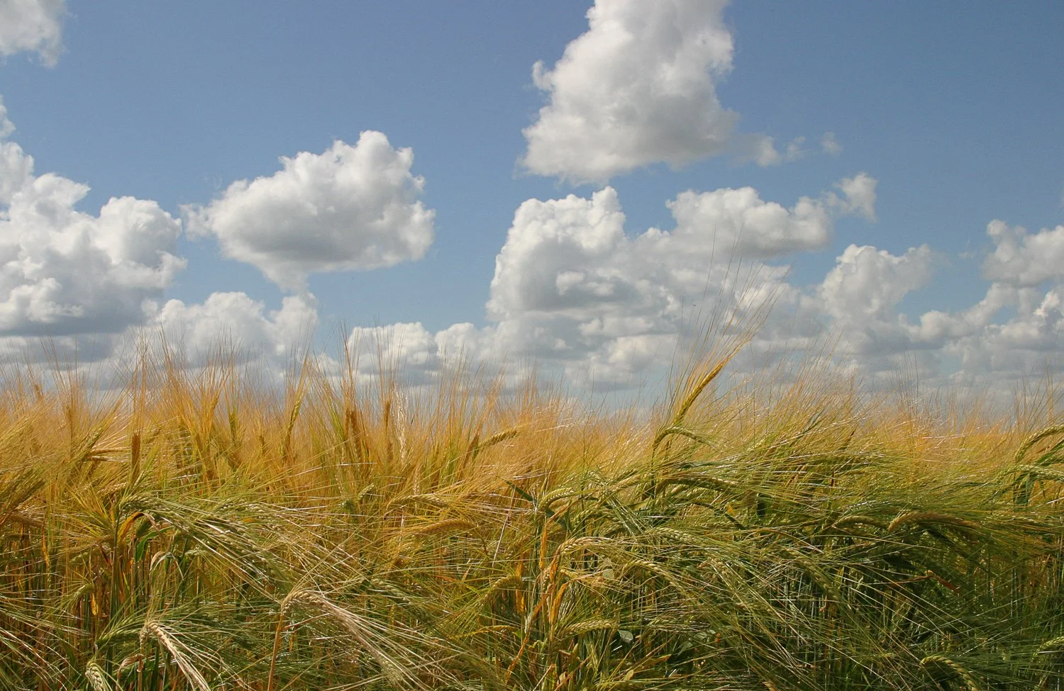 copyright molly wagoner_wheat.jpg