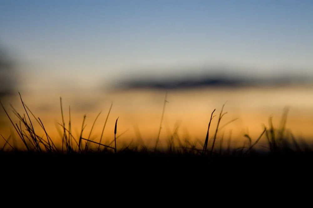 copyright Molly Wagoner -for mica.jpg