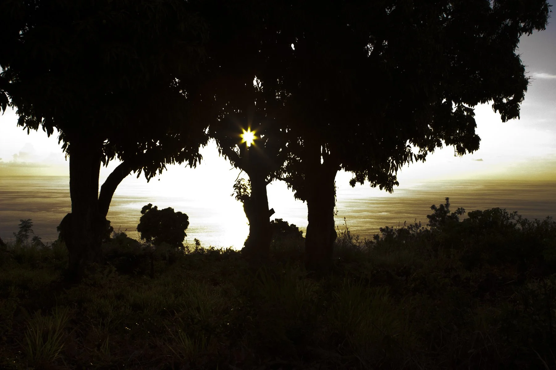 copyright molly wagoner_mango trees.jpg