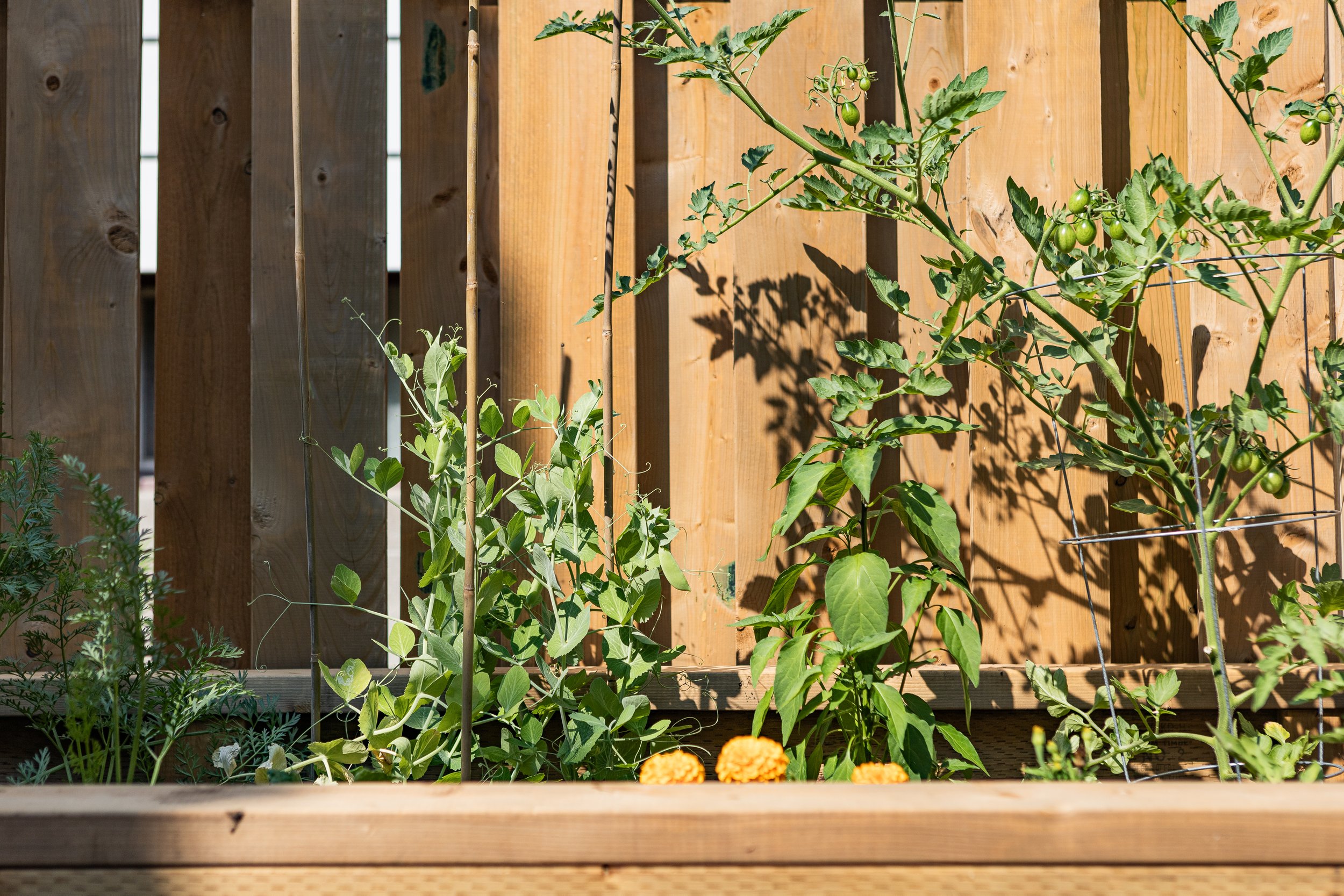RAISED-GARDEN-BED_IMG_3227.jpg