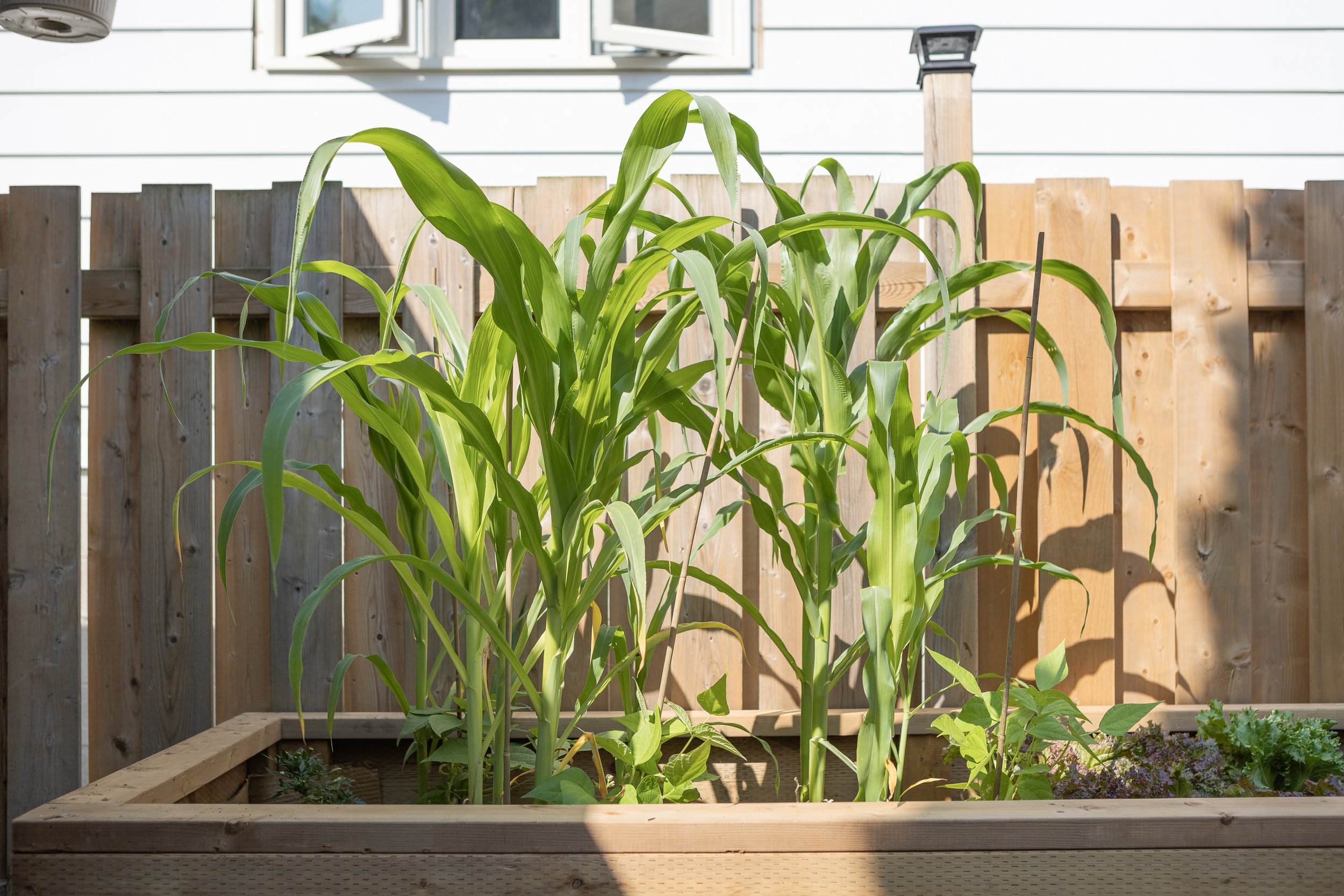 RAISED-GARDEN-BED_IMG_3215.jpg