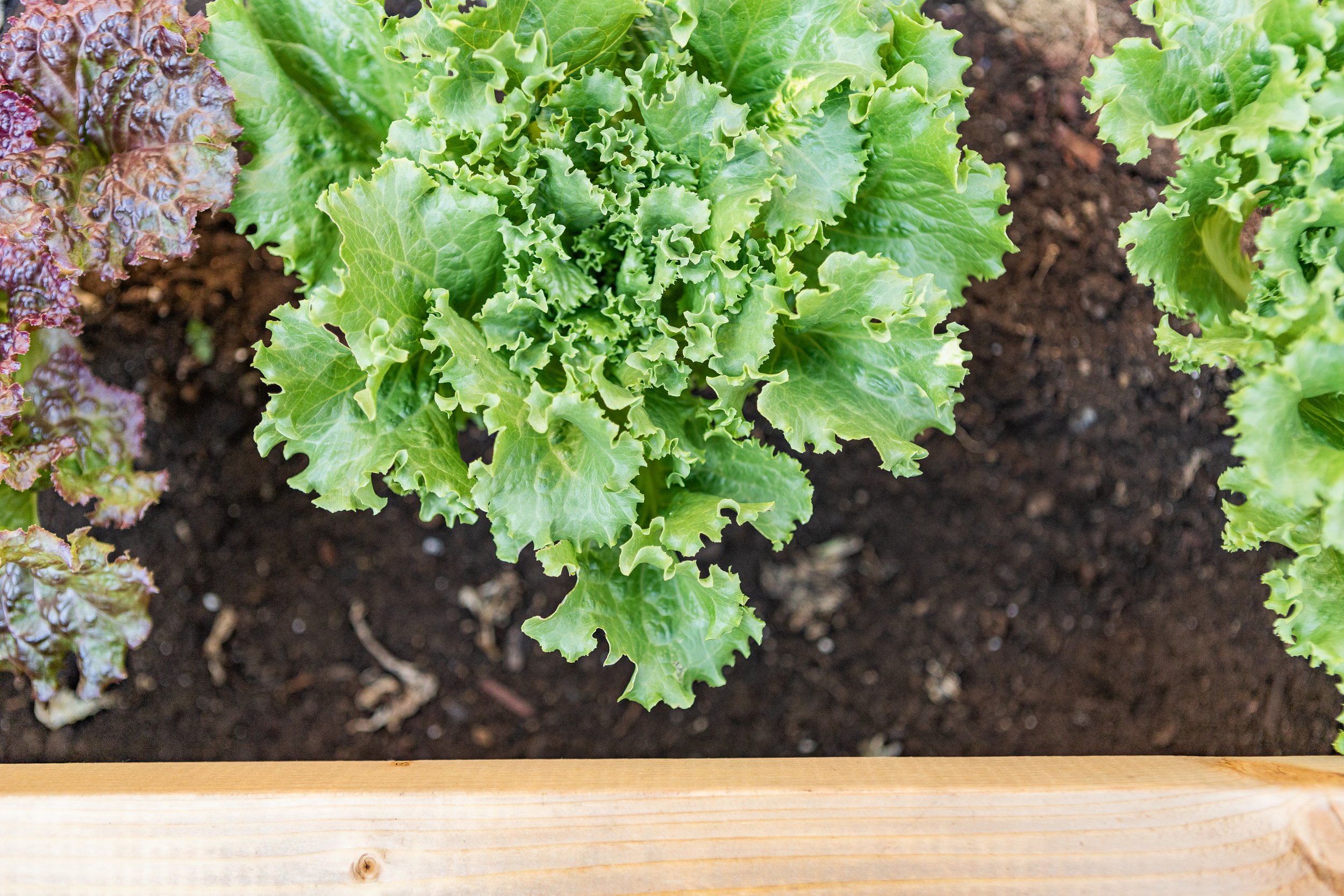 RAISED-GARDEN-BED_IMG_3223.jpg