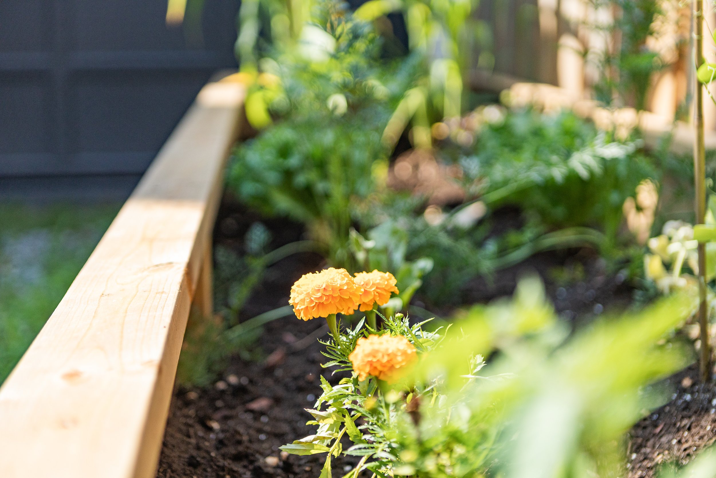 RAISED-GARDEN-BED_IMG_3220.jpg