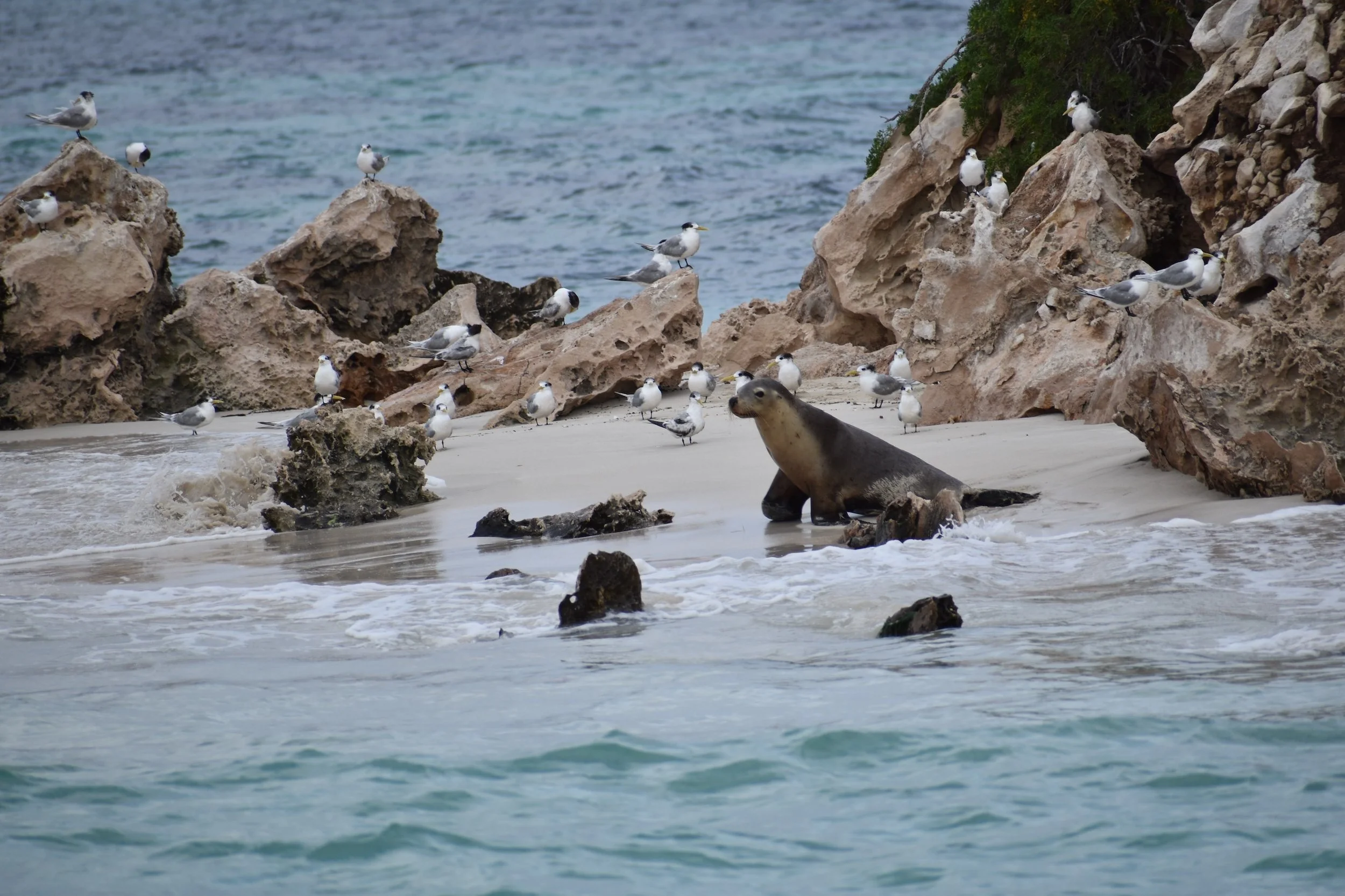 Australian sea lion resting on a beach among seabirds in the Jurien Bay Marine Park, Western Australia