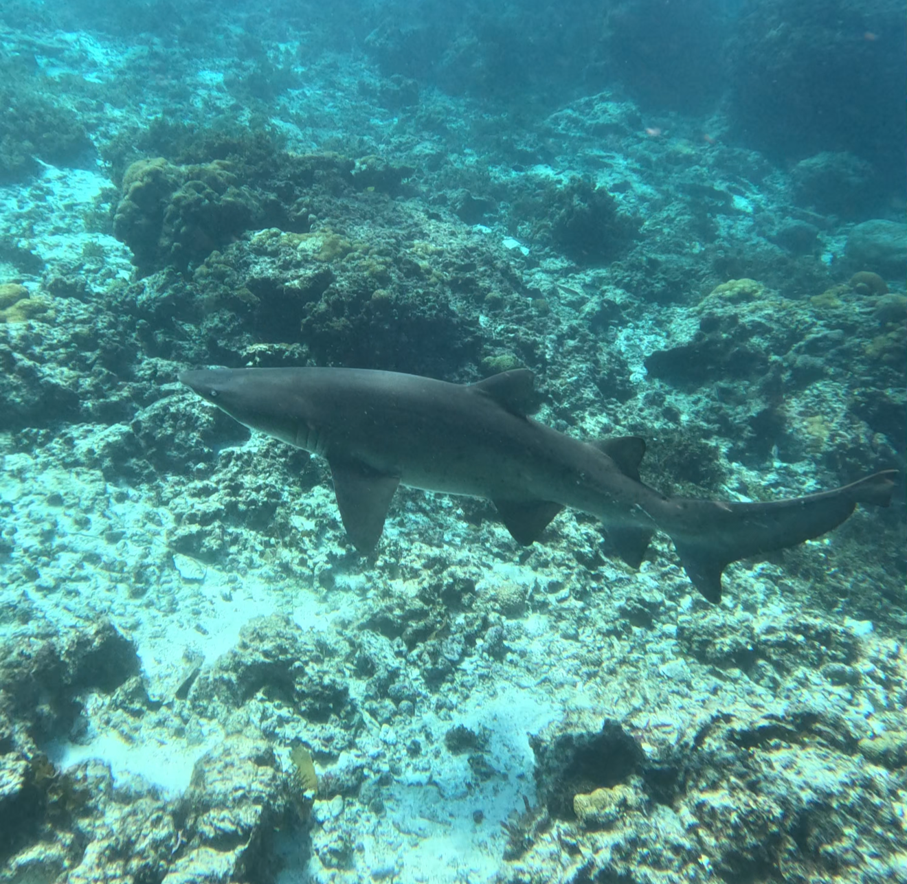 A Grey Nurse Shark swimming above a limestone reef in the Jurien Bay Marine Park.