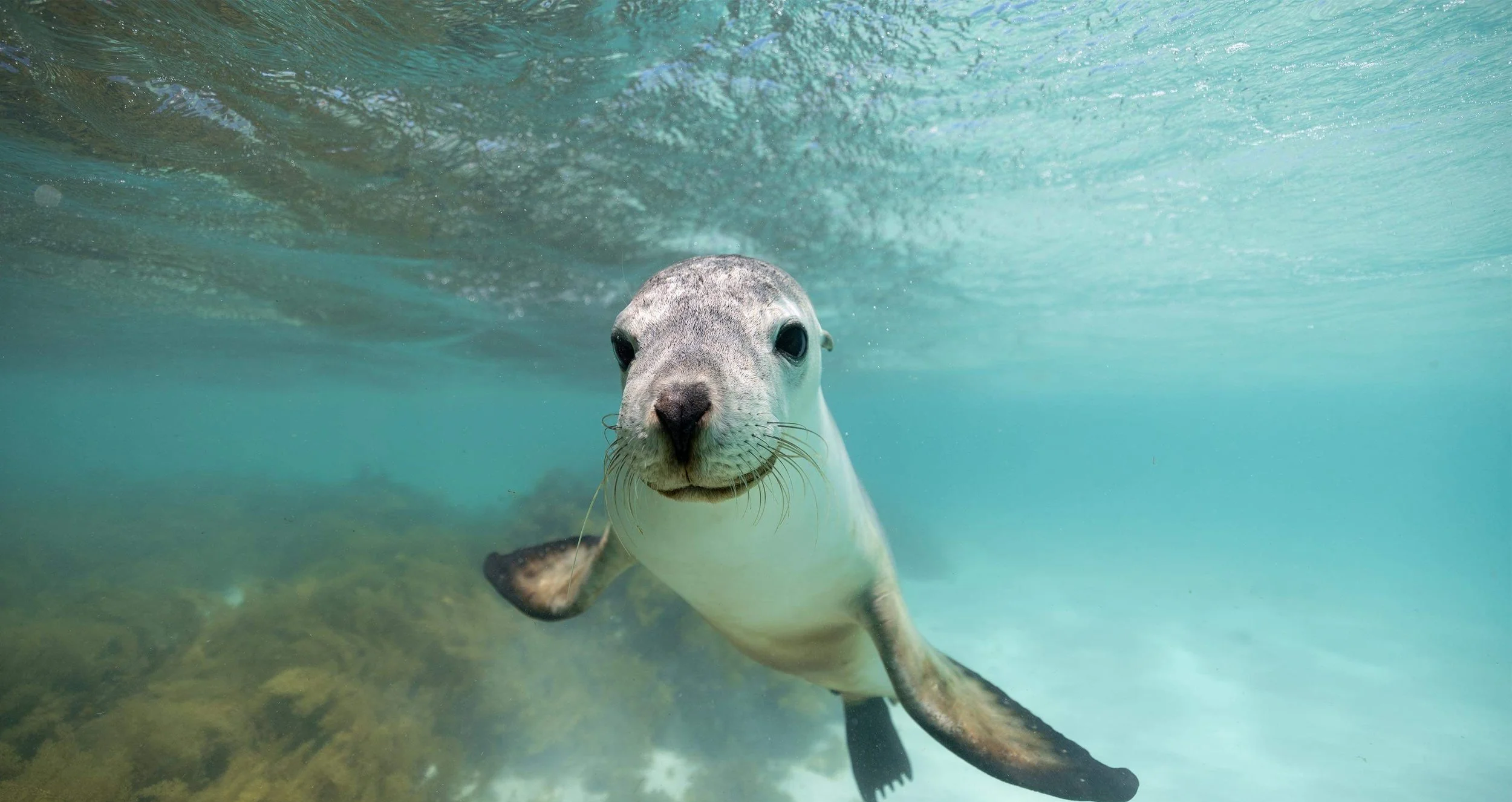 Curious Australian sea lion swimming underwater in the clear waters of the Jurien Bay Marine Park.