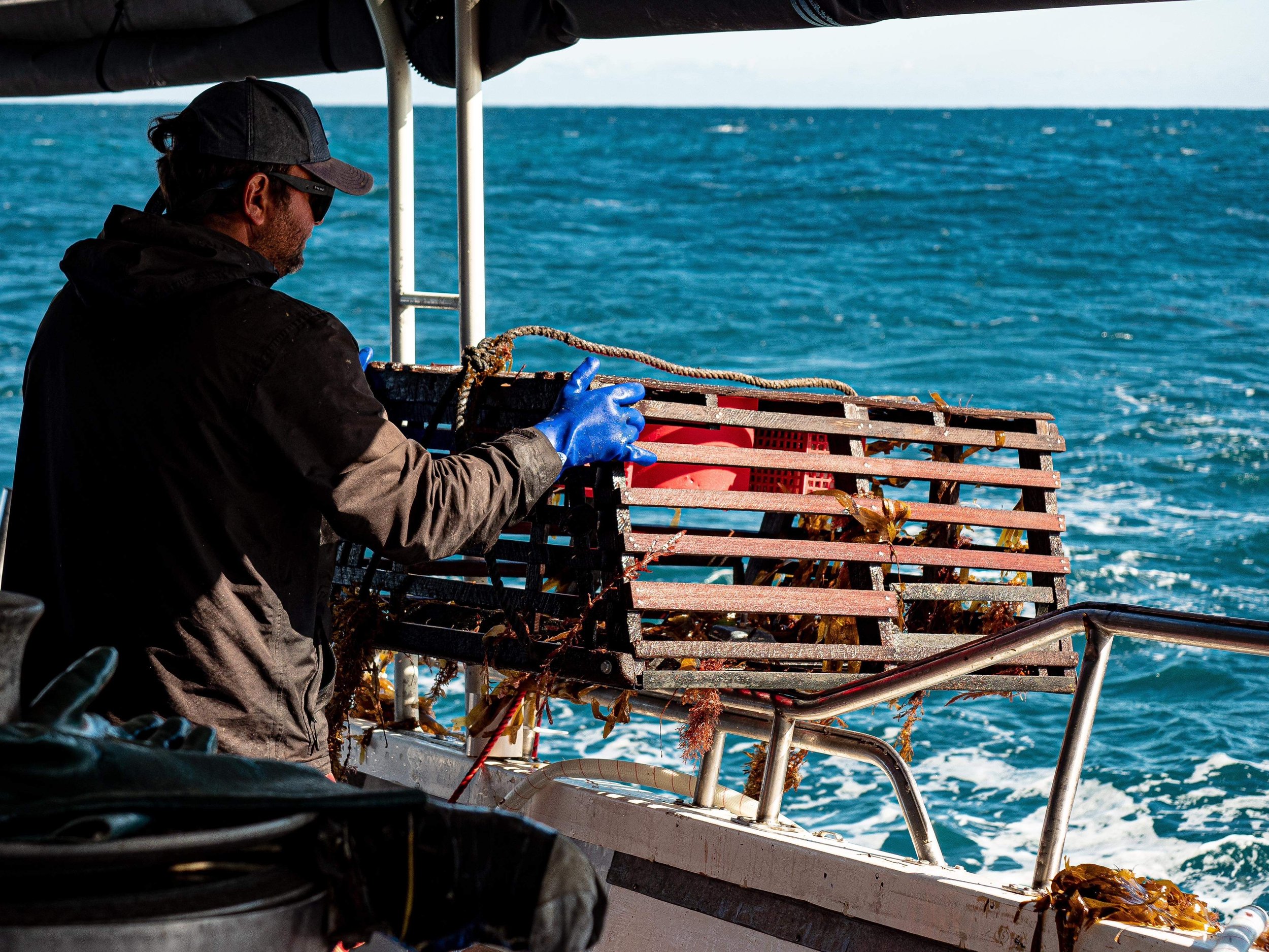 Commercial fisher hauling a Western Rock Lobster pot as part of Western Australia's quota-managed fishery.